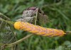 Lišaj smrtihlav (Motýli), Acherontia atropos (Lepidoptera)